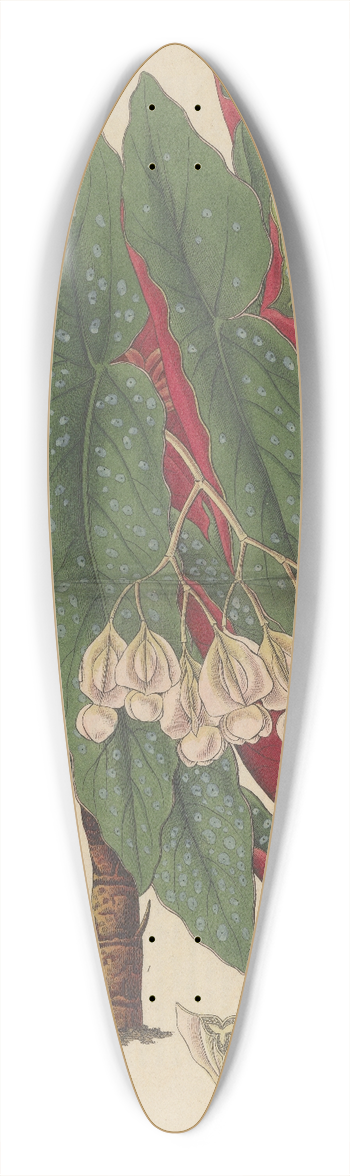 William Jackson Hooker - Begonia argyrostigma 39.3 inch art pintail longboard deck