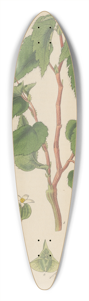 William Jackson Hooker - Begonia humilis 39.3 inch art pintail longboard deck