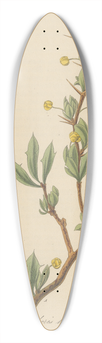 William Jackson Hooker - Berberis heterophylla 39.3 inch art pintail longboard deck