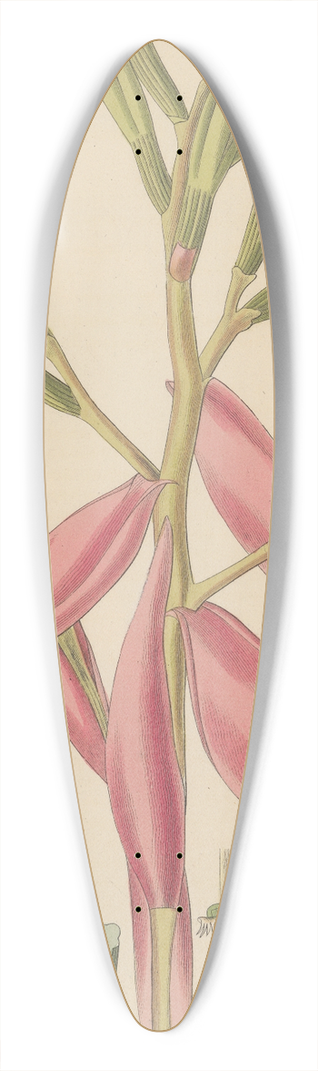 William Jackson Hooker - Bromelia pallida. 39.3 inch art pintail longboard deck