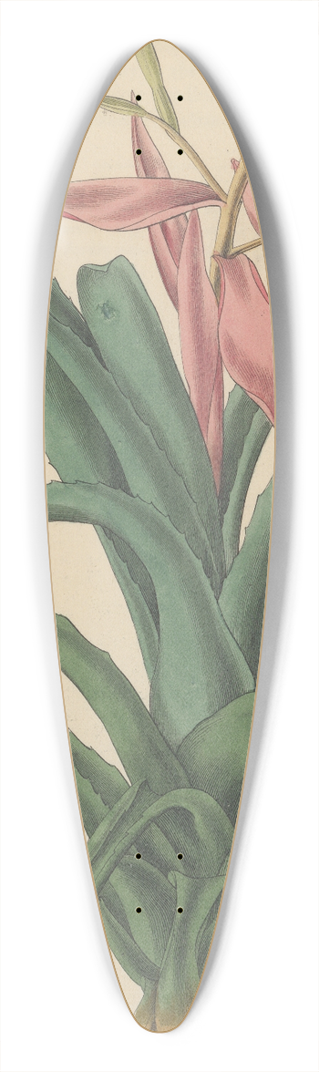 William Jackson Hooker - Bromelia pallida 39.3 inch art pintail longboard deck