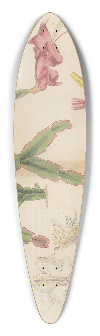 William Jackson Hooker - Cactus truncatus 39.3 inch art pintail longboard deck
