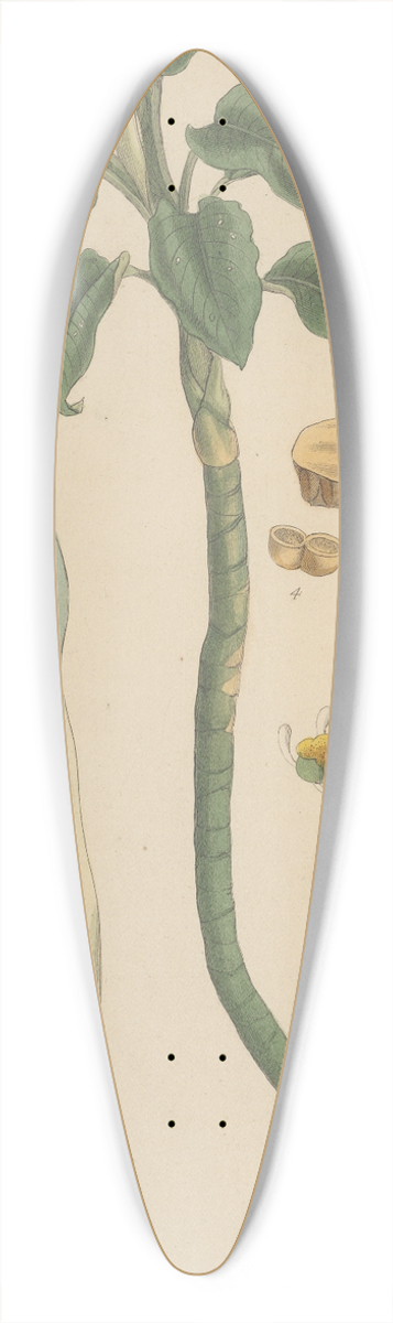 William Jackson Hooker - Caladium seguinum 39.3 inch art pintail longboard deck