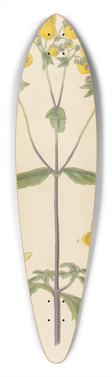 William Jackson Hooker - Calceolaria rugosa 39.3 inch art pintail longboard deck