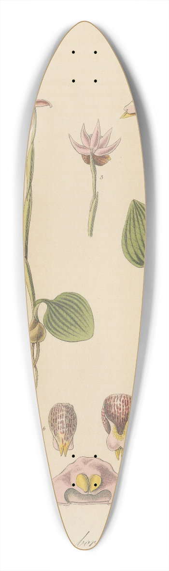 William Jackson Hooker - Calypso borealis 39.3 inch art pintail longboard deck