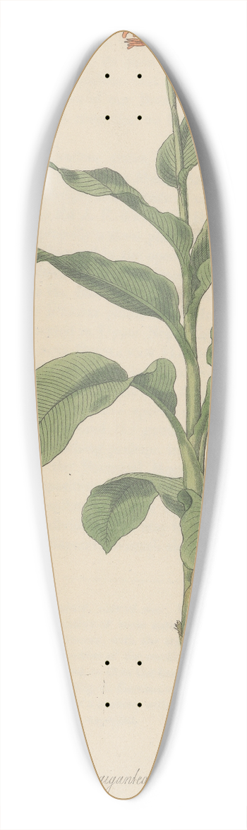 William Jackson Hooker - Canna gigantea 39.3 inch art pintail longboard deck