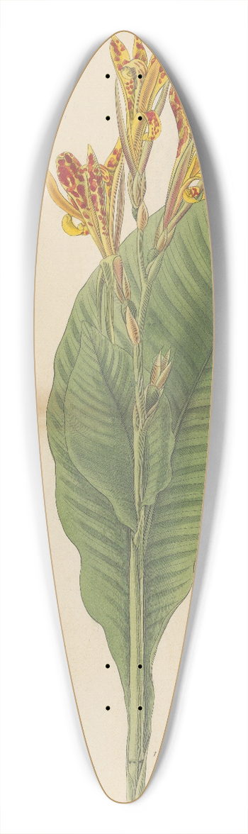 William Jackson Hooker - Canna indica var. maculata 39.3 inch art pintail longboard deck