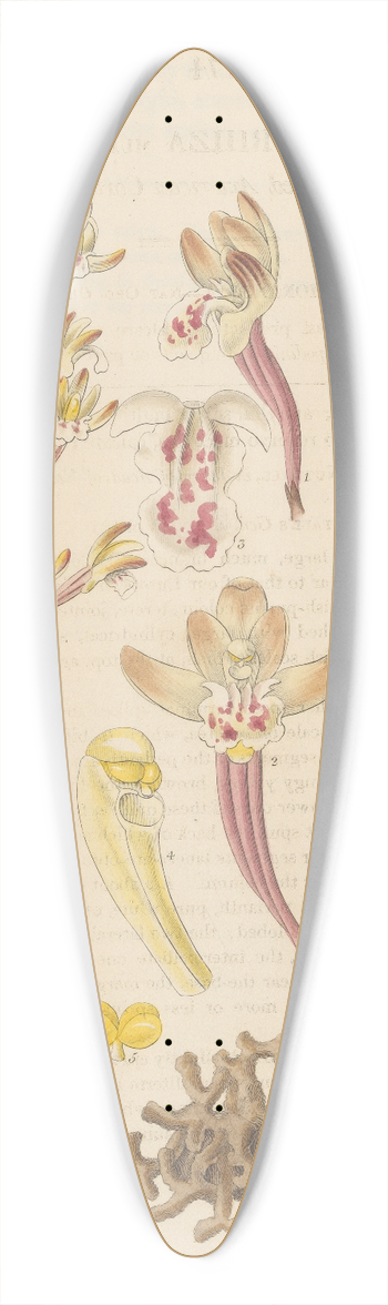 William Jackson Hooker - Corallorhiza multiflora 39.3 inch art pintail longboard deck