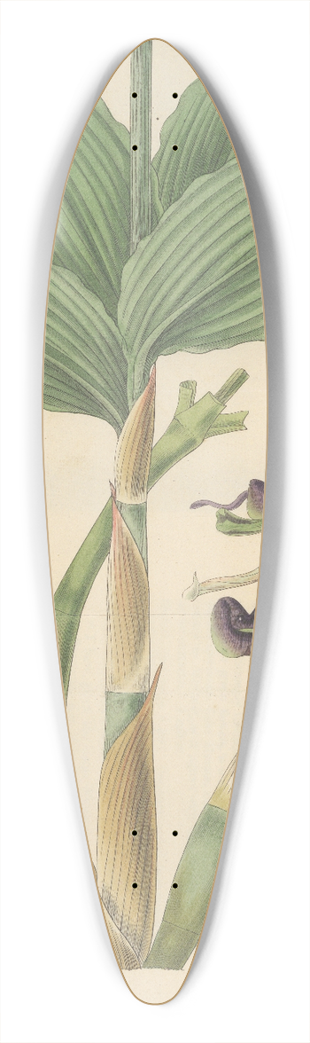William Jackson Hooker - Cymbidium bituberculatum 39.3 inch art pintail longboard deck
