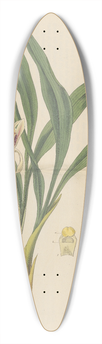 William Jackson Hooker - Cymbidium lancifolium 39.3 inch art pintail longboard deck