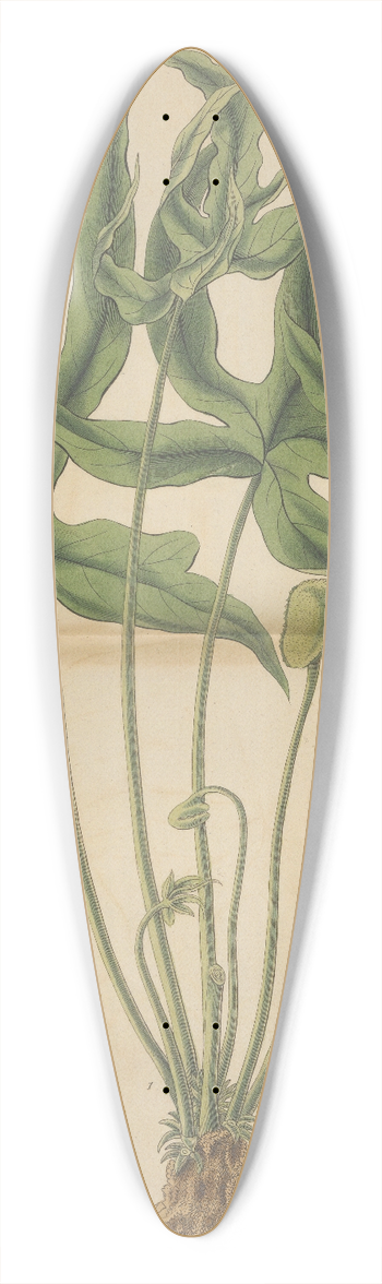 William Jackson Hooker - Dorstenia arifolia 39.3 inch art pintail longboard deck