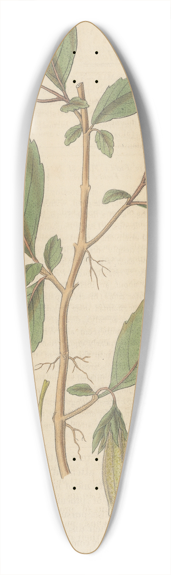 William Jackson Hooker - Fieldia australis 39.3 inch art pintail longboard deck