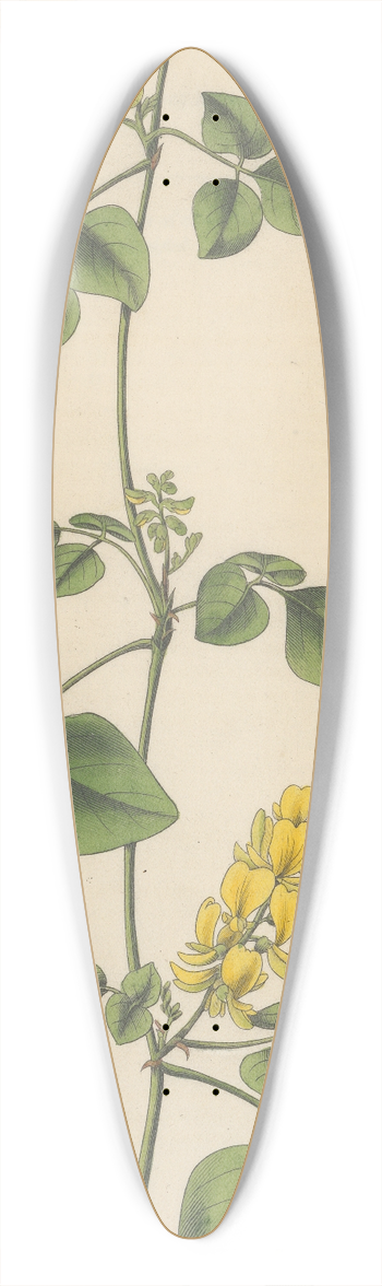 William Jackson Hooker - Glycine mollis 39.3 inch art pintail longboard deck