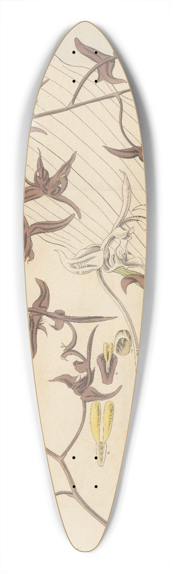 William Jackson Hooker - Gongora atropurpurea 39.3 inch art pintail longboard deck