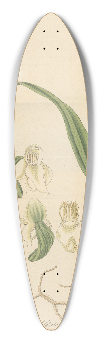 William Jackson Hooker - Habenaria dilatata 39.3 inch art pintail longboard deck
