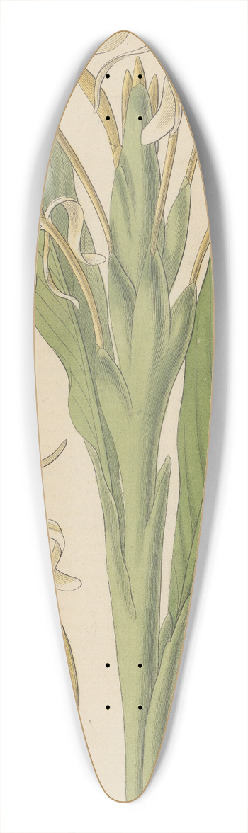 William Jackson Hooker - Hedychium spicatum 39.3 inch art pintail longboard deck