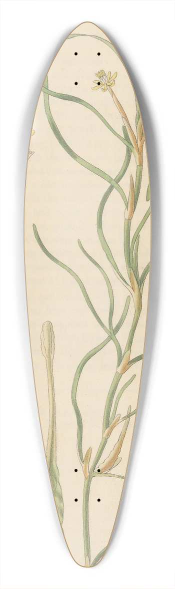 William Jackson Hooker - Leptanthus gramineus 39.3 inch art pintail longboard deck