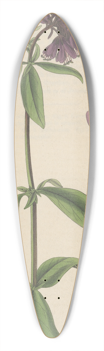 William Jackson Hooker - Lysimachia atro-purpurea 39.3 inch art pintail longboard deck