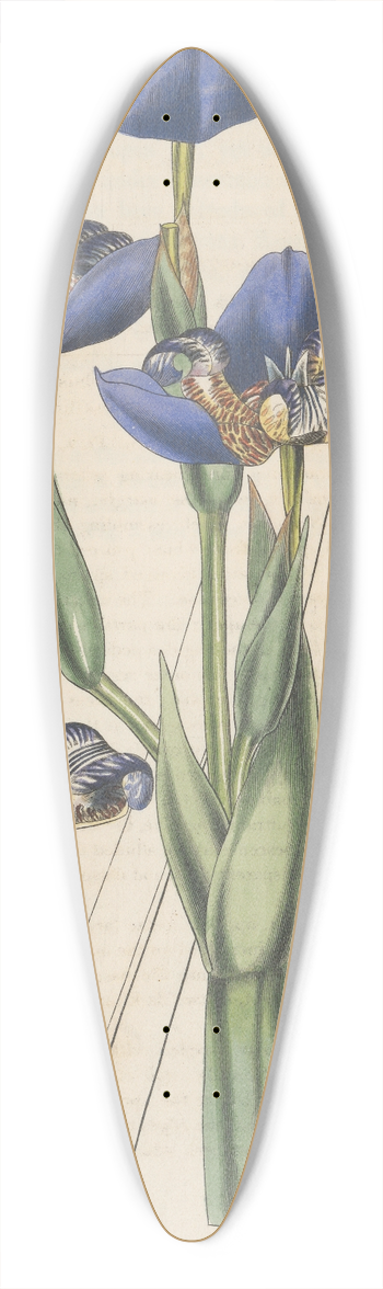 William Jackson Hooker - Marica coerulea 39.3 inch art pintail longboard deck