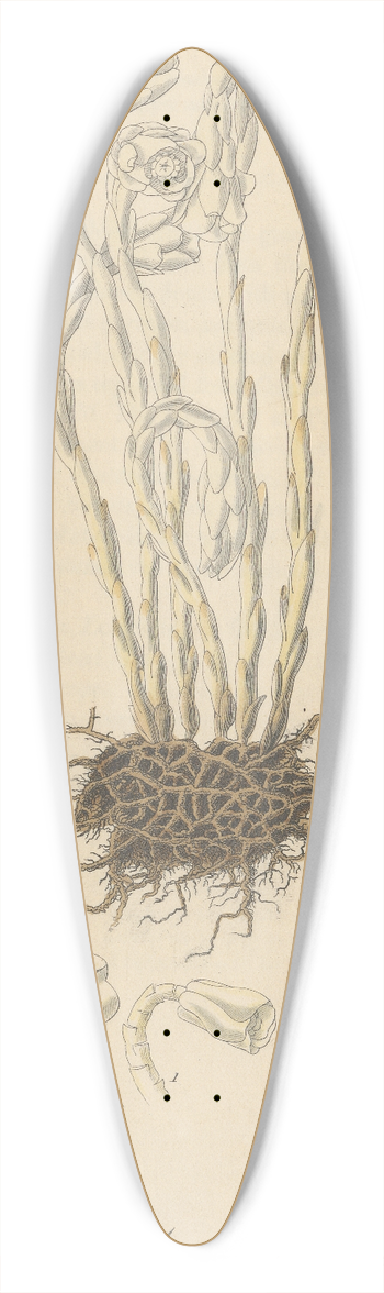 William Jackson Hooker - Monotropa uniflora 39.3 inch art pintail longboard deck