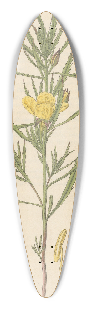 William Jackson Hooker - Oenothera serrulata 39.3 inch art pintail longboard deck