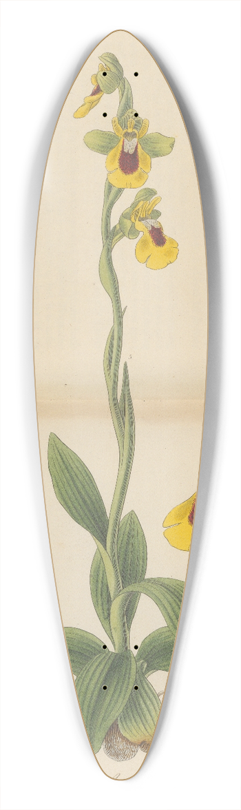 William Jackson Hooker - Ophrys lutea 39.3 inch art pintail longboard deck