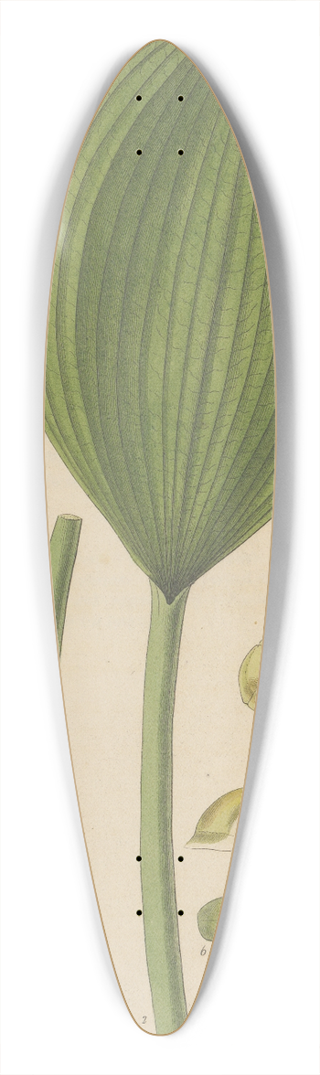 William Jackson Hooker - Orontium aquaticum 39.3 inch art pintail longboard deck