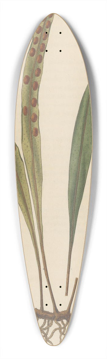 William Jackson Hooker - Pleopeltis ensifolia 39.3 inch art pintail longboard deck
