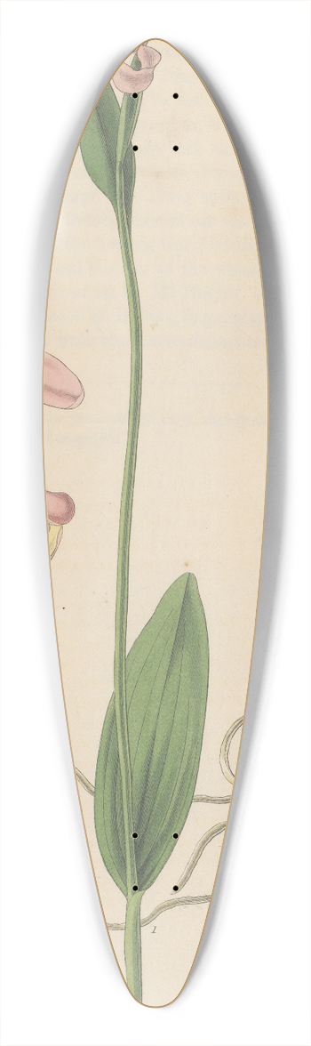 William Jackson Hooker - Pogonia ophioglossoides 39.3 inch art pintail longboard deck