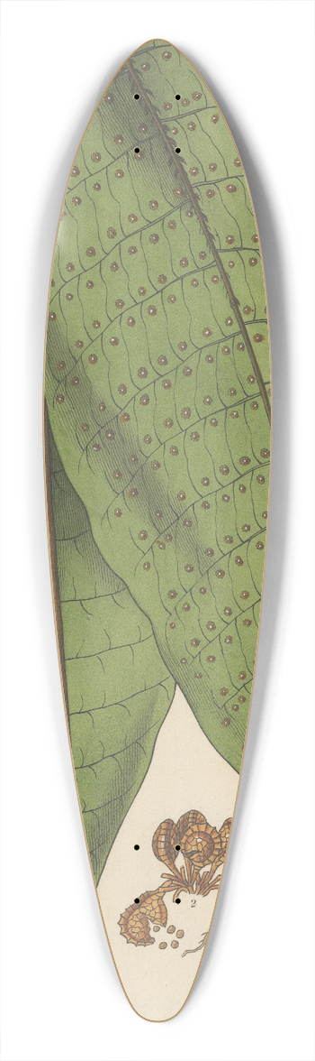 William Jackson Hooker - Polypodium plantagineum 39.3 inch art pintail longboard deck