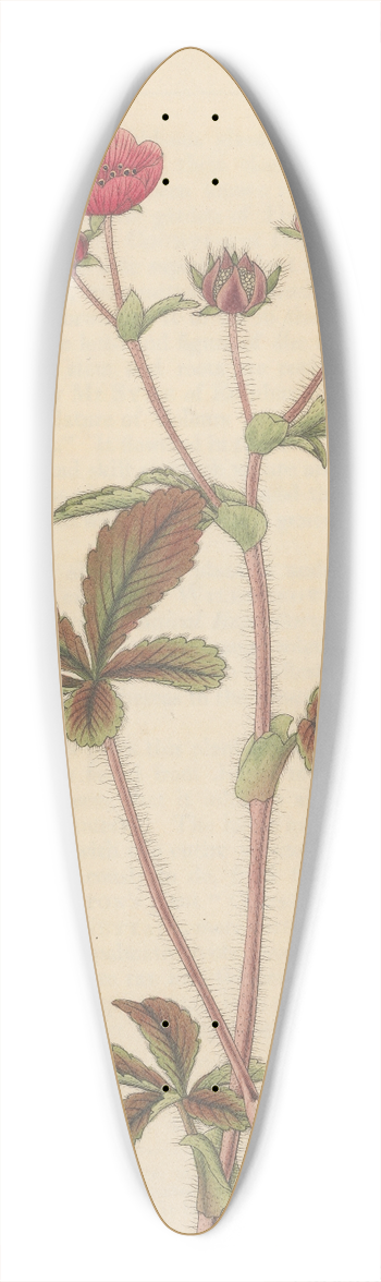 William Jackson Hooker - Potentilla nepalensis 39.3 inch art pintail longboard deck