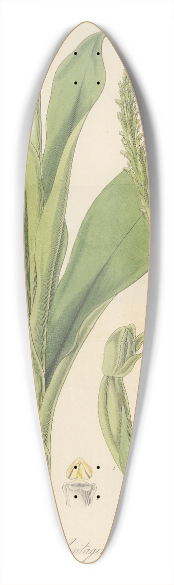 William Jackson Hooker - Prescotia plantaginea 39.3 inch art pintail longboard deck