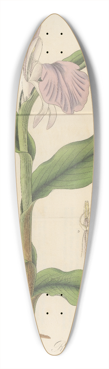 William Jackson Hooker - Roscoea purpurea 39.3 inch art pintail longboard deck