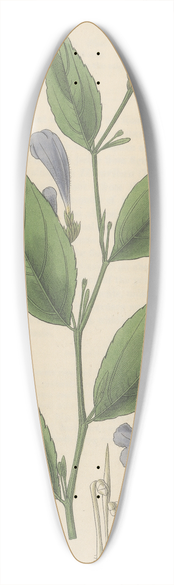 William Jackson Hooker - Ruellia anisophylla 39.3 inch art pintail longboard deck