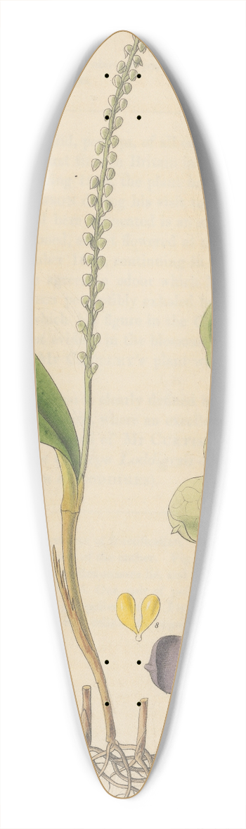 William Jackson Hooker - Stetis Micrantha 39.3 inch art pintail longboard deck