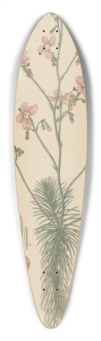 William Jackson Hooker - Stylidium laricifolium 39.3 inch art pintail longboard deck