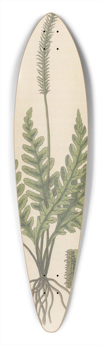 William Jackson Hooker - Trichomanes elegans 39.3 inch art pintail longboard deck