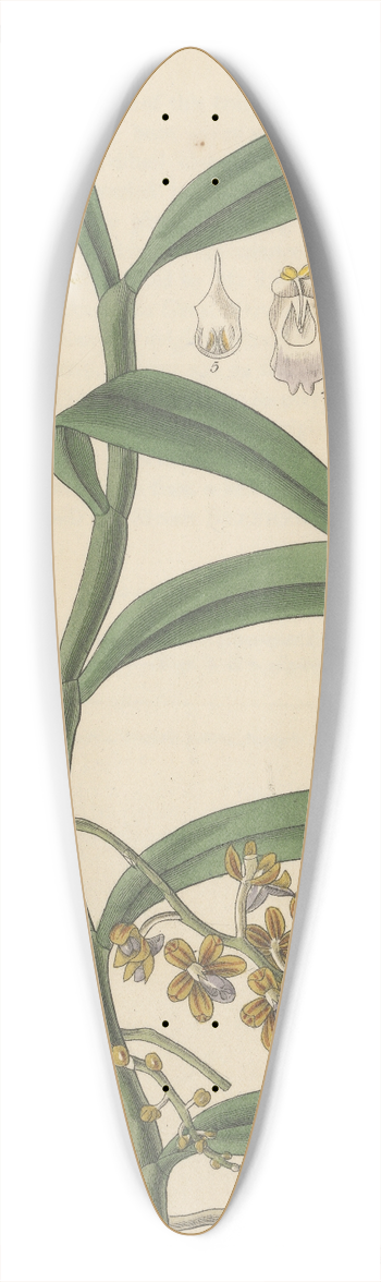 William Jackson Hooker - Vanda recurva 39.3 inch art pintail longboard deck