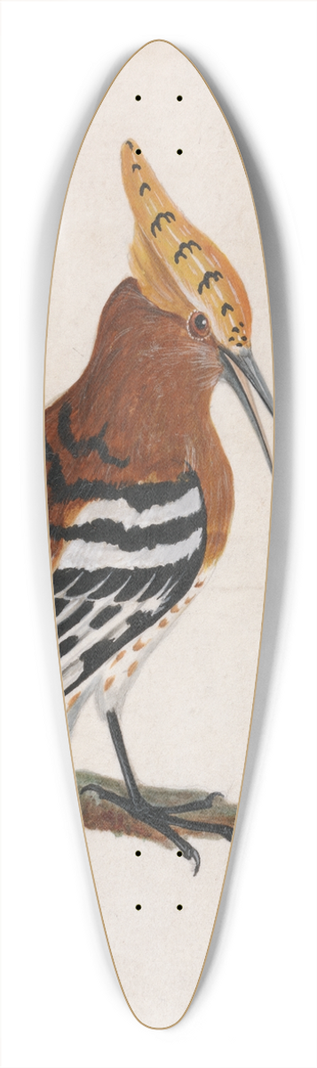 William Lewin - Common Hoopoe 39.3 inch art pintail longboard deck
