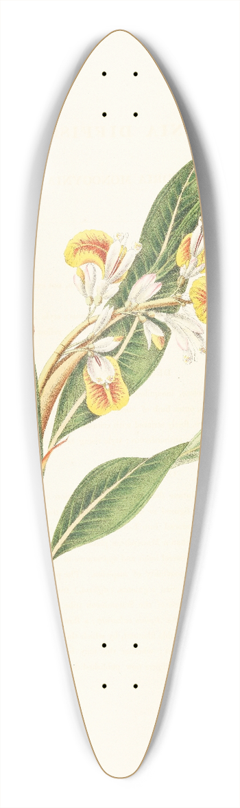 William Roscoe - Monandrian Plants 39.3 inch art pintail longboard deck