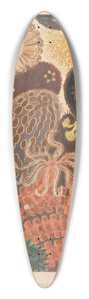 William Saville-Kent - Barrier Reef Trepang 39.3 inch art pintail longboard deck
