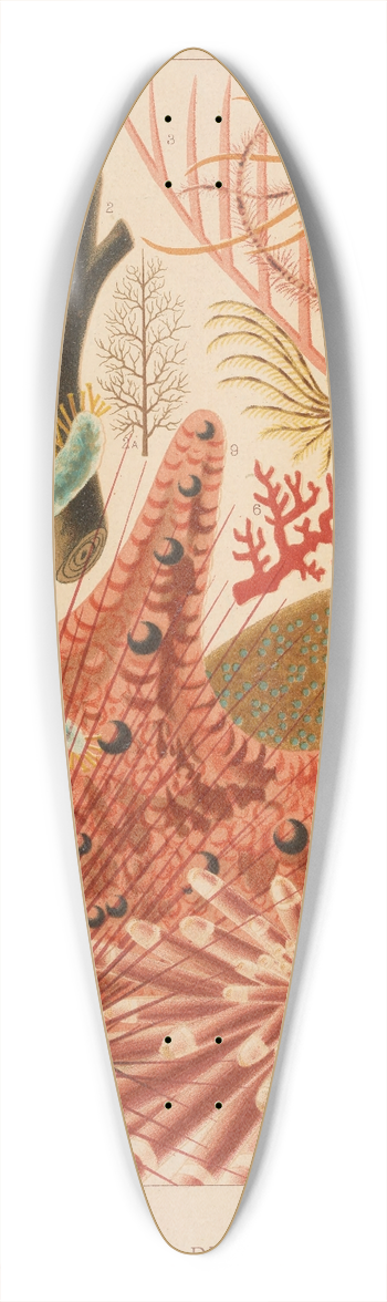 William Saville-Kent - Great Barrier Reef Echinoderms 39.3 inch art pintail longboard deck