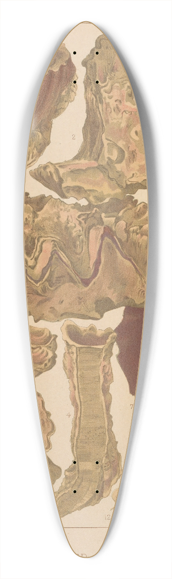 William Saville-Kent - Great Barrier Reef Oysters 39.3 inch art pintail longboard deck