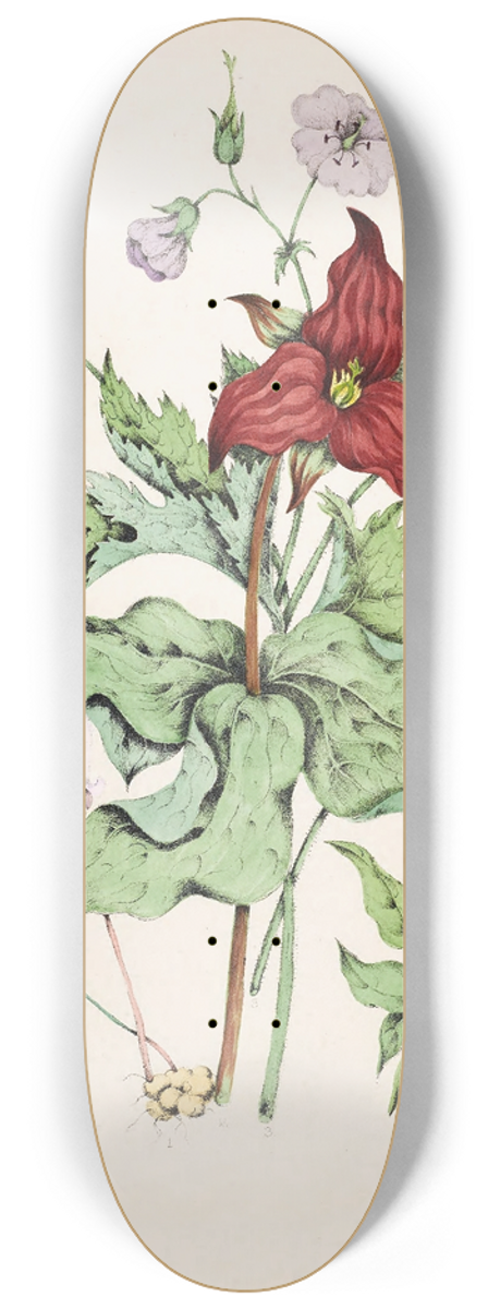 Agnes Fitzgibbon - Squirrel Corn, Purple Trillium, Wild Cranes Bill, Star Flower Chickweed 8.25 inch art skate deck