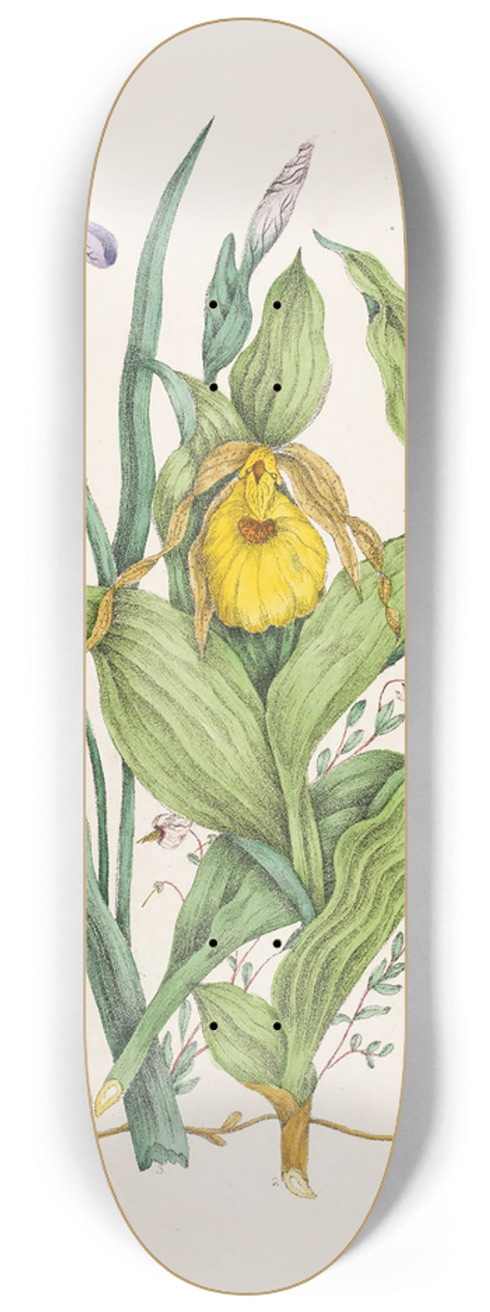 Agnes Fitzgibbon - Yellow Ladys Slippers, Large Blue Flag, Small Cranberry 8.25 inch art skate deck