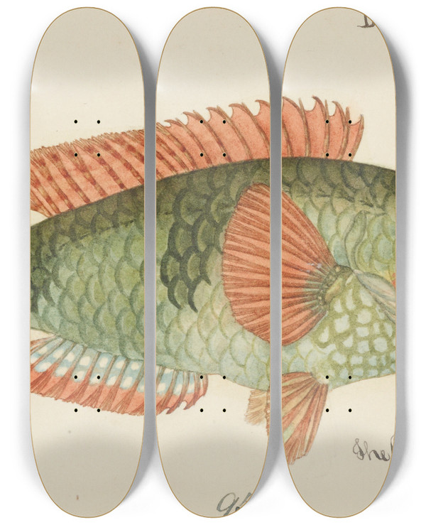 Triptych art skateboard deck of Frank Edward Clarke Labridae Tas Wrasse by Frank Edward Clarke (1849-1899)