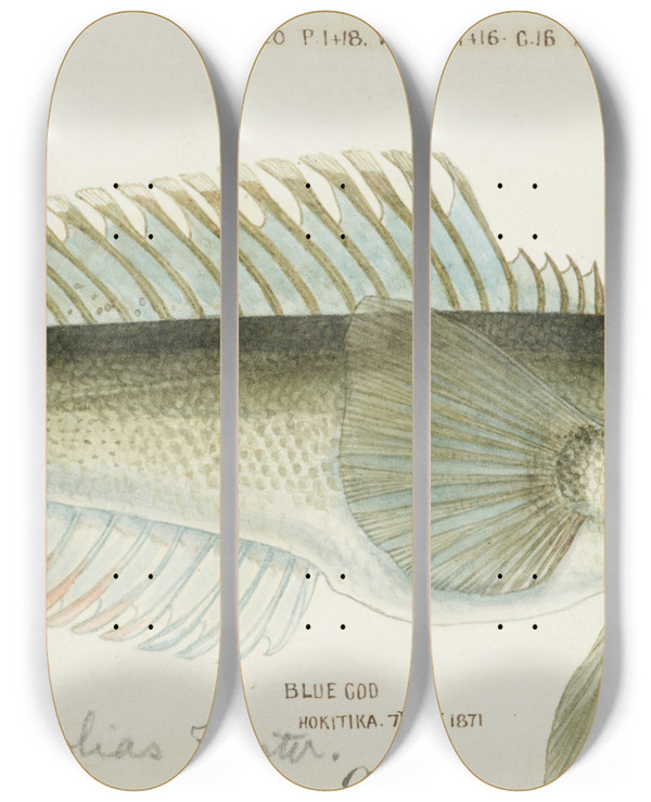 Triptych art skateboard deck of Frank Edward Clarke Parapercis Colias by Frank Edward Clarke (1849-1899)