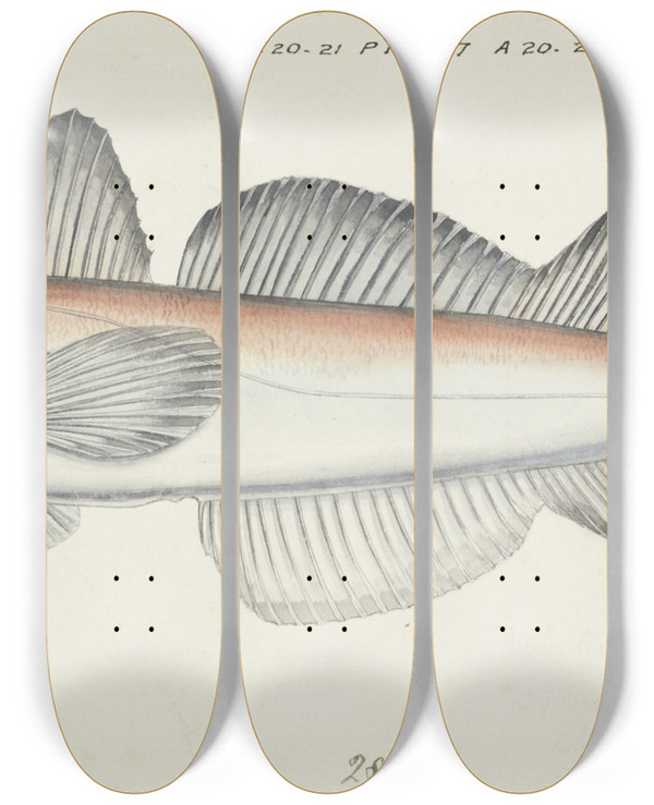 Triptych art skateboard deck of Frank Edward Clarke Merluccius Australis Nz Hake by Frank Edward Clarke (1849-1899)