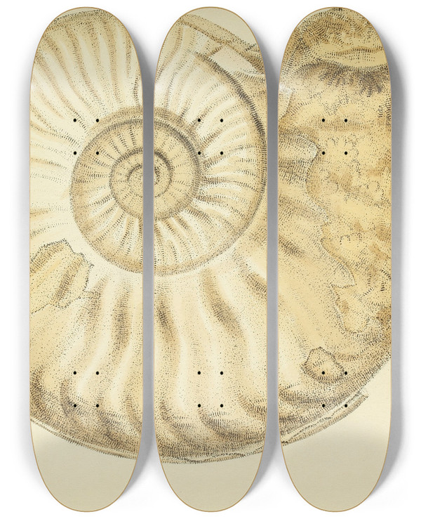 Triptych art skateboard deck of James Sowerby The Mineral Conchology Of Great Britain Pl443 by James Sowerby (1757-1822)
