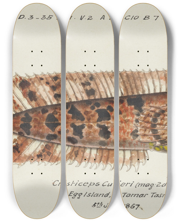 Triptych art skateboard deck of Frank Edward Clarke Cristiceps Australis Tas Weedfish by Frank Edward Clarke (1849-1899)